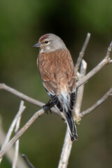 Linotte mélodieuse,.Linaria cannabina, Common Linnet