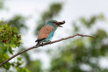 Rollier d'Europe,. Coracias garrulus, European Roller