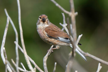 Linotte mélodieuse,.Linaria cannabina, Common Linnet