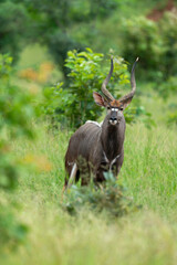 Nyala, male, Tragelaphus angasii, Parc national Kruger, Afrique du Sud