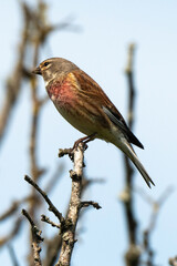 Linotte mélodieuse,.Linaria cannabina, Common Linnet