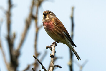 Linotte mélodieuse,.Linaria cannabina, Common Linnet