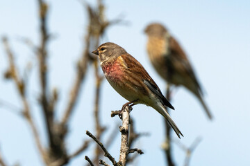 Linotte mélodieuse,.Linaria cannabina, Common Linnet