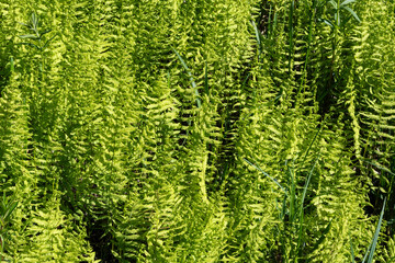 Fougère des marais, Thelipteris palustris