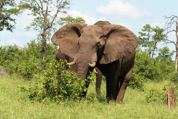 Éléphant d'Afrique, Loxodonta africana, Parc national Kruger, Afrique du Sud
