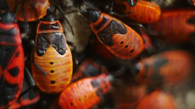 Close-up shot of a male firebug sitting on a female. Macro photography of the eternal movement of fire bugs.