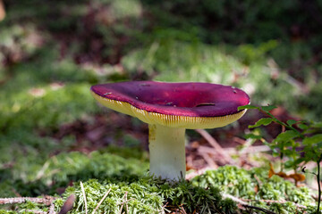 Autumn season for collecting edible mushrooms.