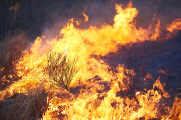 Nature, wild and fire with smoke in bush for natural disaster, destruction or emergency. Empty,...