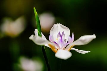 Fortnight Lily that was taken in a botanical garden in Florida