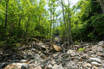 Alpine flora around Kitazawa Pass, Senjogadake and Kaikomagadake