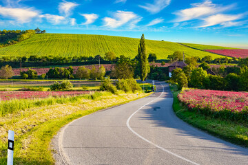 Fototapeta premium The road among fields