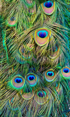 Blue peacock feathers in closeup