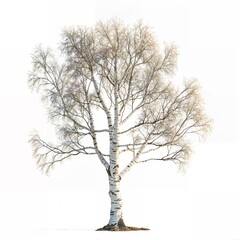 Fototapeta premium Majestic birch tree with distinctive white bark and bare branches, ideal for illustrating the beauty of nature in winter and autumn.