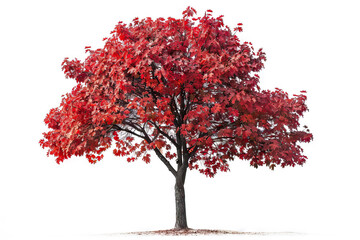 Majestic autumn tree with vibrant orange and red leaves against a clean white background, symbolizing fall.