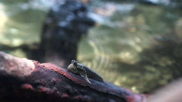 Hoppfish (Periophthalmus modestus) on a tree branch in a coastal forest