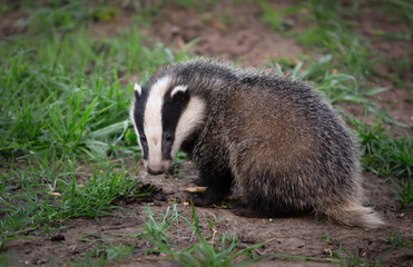 Badger cub, Scientific name: Meles Meles.  Close up of a small, fluffy badger cub, aged about 12 weeks in natural woodland habitat.  Taken with long lens from a hide. Space for copy, horizontal © Moorland Roamer