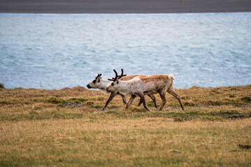 Group of wild reindeer grazing along the Icelandic coastline