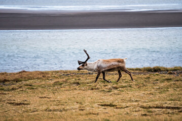 Wild reindeer walking along the Icelandic coast © True Pixel Art