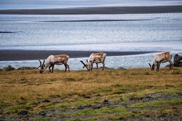 Group of wild reindeer grazing along the Icelandic coastline © True Pixel Art