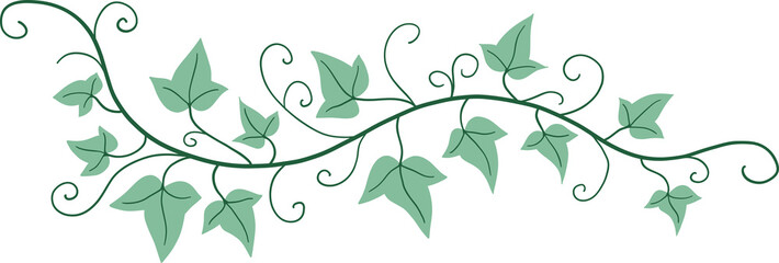 ivy plant drawing illustration.