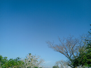 frangipani flower tree against clear blue sky background. morning time. sunny weather morning in the middle green trees. frangipani trees and sky in autumn as aesthetic background. blue sky during sun