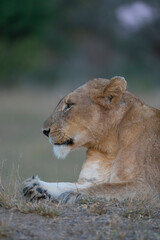 Portrait of a lioness looking to the side in the fading light, Greater Kruger.
