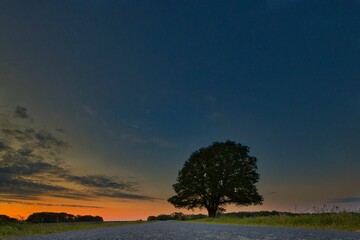 Napoleon-Eiche in Westerholz