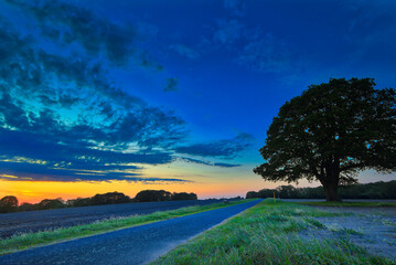 Napoleon - Eiche in Westerholz