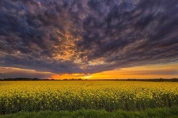 Sonnenuntergang in den Feldern