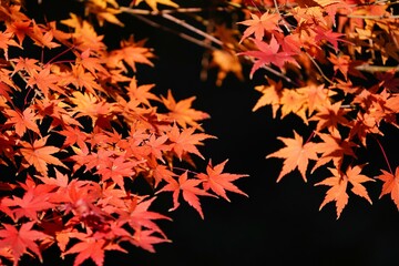 秋の紅葉