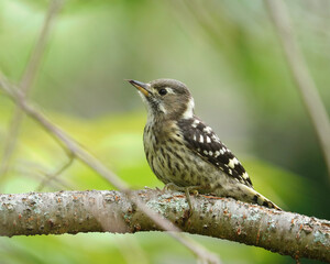 公園の幼いコゲラ