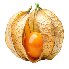 Physalis on transparent background