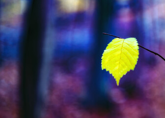 Jesienne liście © Robert