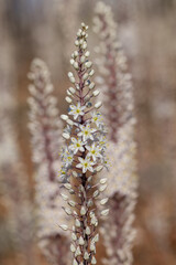 Flowering Drimia maritima, or sea onion.