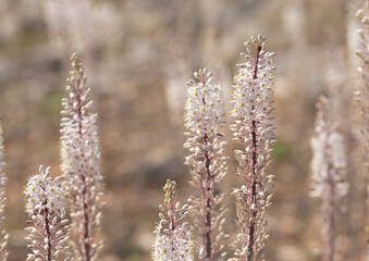 Flowering Drimia maritima, or sea onion.