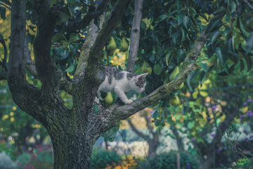 cute little kitty cat in the garden on the tree