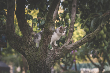 cute little kitty cat in the garden on the tree