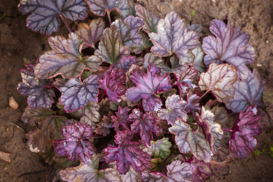 structured purple heuchera leaves background