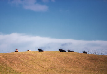 Obraz premium Na letniej łące