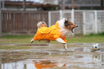 雨の日のドッグラン