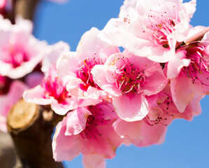 Blooming peach trees on blue sky background