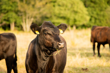 Black angus heifer cow in golden light hour summer evening