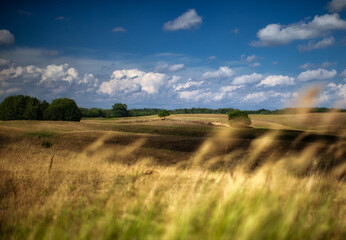 Na letniej łące © Robert