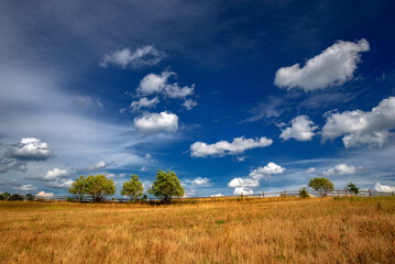 Obraz premium Na letniej łące