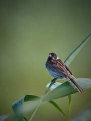 A Reed Bunting (Schoeniclus schoeniclus) in the wind, holding on to a green reed