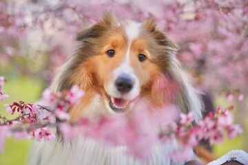 桜とシェルティ