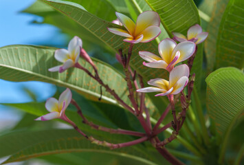Plumeria on natural