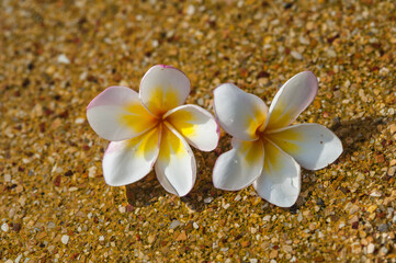 Plumeria flowers floating in the pool