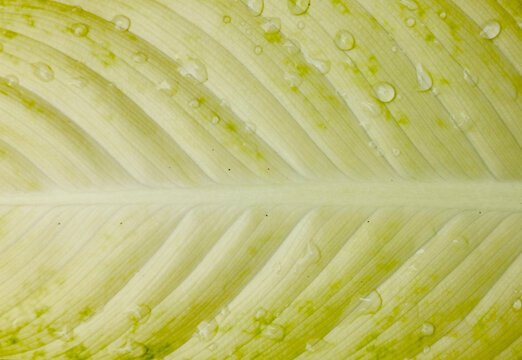 Green leaf background with visible vein leaf