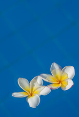 Plumeria flowers